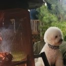 경주애견펜션 해피데이해피독 이미지