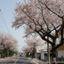 위미 모루왓 이미지