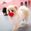 딩굴댕굴 애견호텔 유치원 이미지