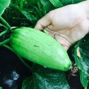 길음농장 이미지