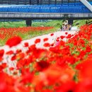 충북 괴산군, 17만명 찾은 ‘빨간맛 페스티벌’ 대표 축제로 낙점 이미지