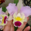 대연2농장 이미지