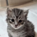 범과같이 이미지