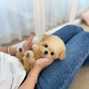 강남켄넬 이미지