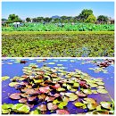 호반 파크 Ⅱ관 | 경기 시흥 관곡지 / 연꽃테마파크 (&#39;25.7.27)