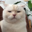 묘한호텔 네이버블로그