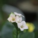 허브화원 - 용인시 기흥구 공세로 83 | 허브화원