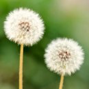 하얀민들레 이미지