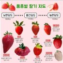 땅지기딸기쨈