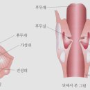 음성학강의 이미지