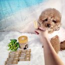 시현펫살롱 이미지