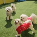 스토리멍 여수애견호텔/여수애견유치원 이미지