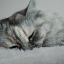 고양이샵 이미지