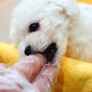 뽀송뽀송 이미지