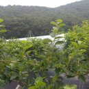 회석농장 이미지