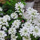 이베리스 이미지