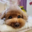 유니스펫살롱 이미지