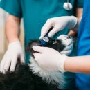 동천 동물병원 이미지