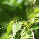 왜박주가리[Asclepiadaceae (박주가리과) ＞ Tylophora (왜박주가리속) ＞ floribunda (왜박주가리)] 이미지