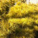 황금소나무 이미지