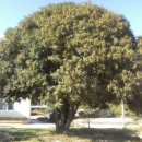 강아지 꼬순내 이미지