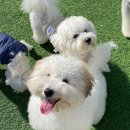 댕댕이 유치원 이미지