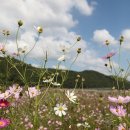 코스모스 이미지