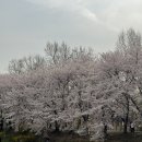 양재시민의 숲(버스정류장 앞) 이미지