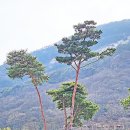 섬진강매화로 이미지