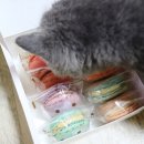 호기심 고양이 공작소 이미지