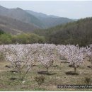 충북 청원군 남이면 가마리 매실농장 교환 이미지