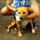 옐로우 켄넬 이미지