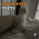 미니스톱 부산가야점 | 수영구애견미용 하러 쁘띠몽펫샵 수영동비숑미용 추천