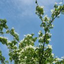 산딸낭 Daum카페