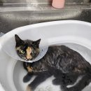 고양이 미용실 방울선생 이미지