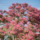 서계 | 대구 북구 배롱나무 숨은 명소 서계 서원 실시간 방문 후기