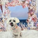 이루다 펫살롱 이미지