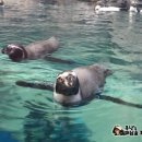 신천리사무소 주차장 | 제주도여행 동쪽끝 #성산읍 가볼만한곳 정리