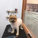 강아지 이발관 이미지