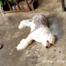 연춘정육식당 이미지