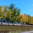 은행나무 이미지