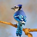 제이커피 이미지