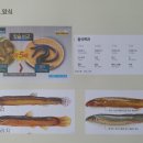 장어와미꾸라지 이미지
