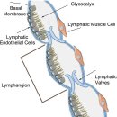 Re:Lymph formation, composition and circulation: a proteomics perspective 이미지