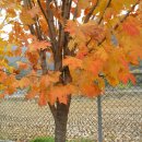 정선초교가수분교 이미지