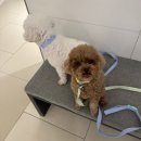 몰리스펫샵 스타필드 고양점 펫뷰티 | 하남스타필드] 몰리스 펫샵 몰리스펫샵