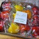 농업회사법인탐진들㈜ | [강진군 식품서포터즈]건강 채소, 탐진들 3色 파프리카