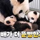 와우판다 이미지
