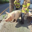 도살장 향하다 트럭서 빠져나온 돼지현장에 출동한 소방당국은 지게차를 동원해 돼지를 다시 차에 실었다 이미지