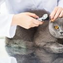 그레이스 고양이 병원 이미지